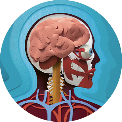 Et menneskehoved, hvor man kan se, hvordan alle vores organer er placeret.